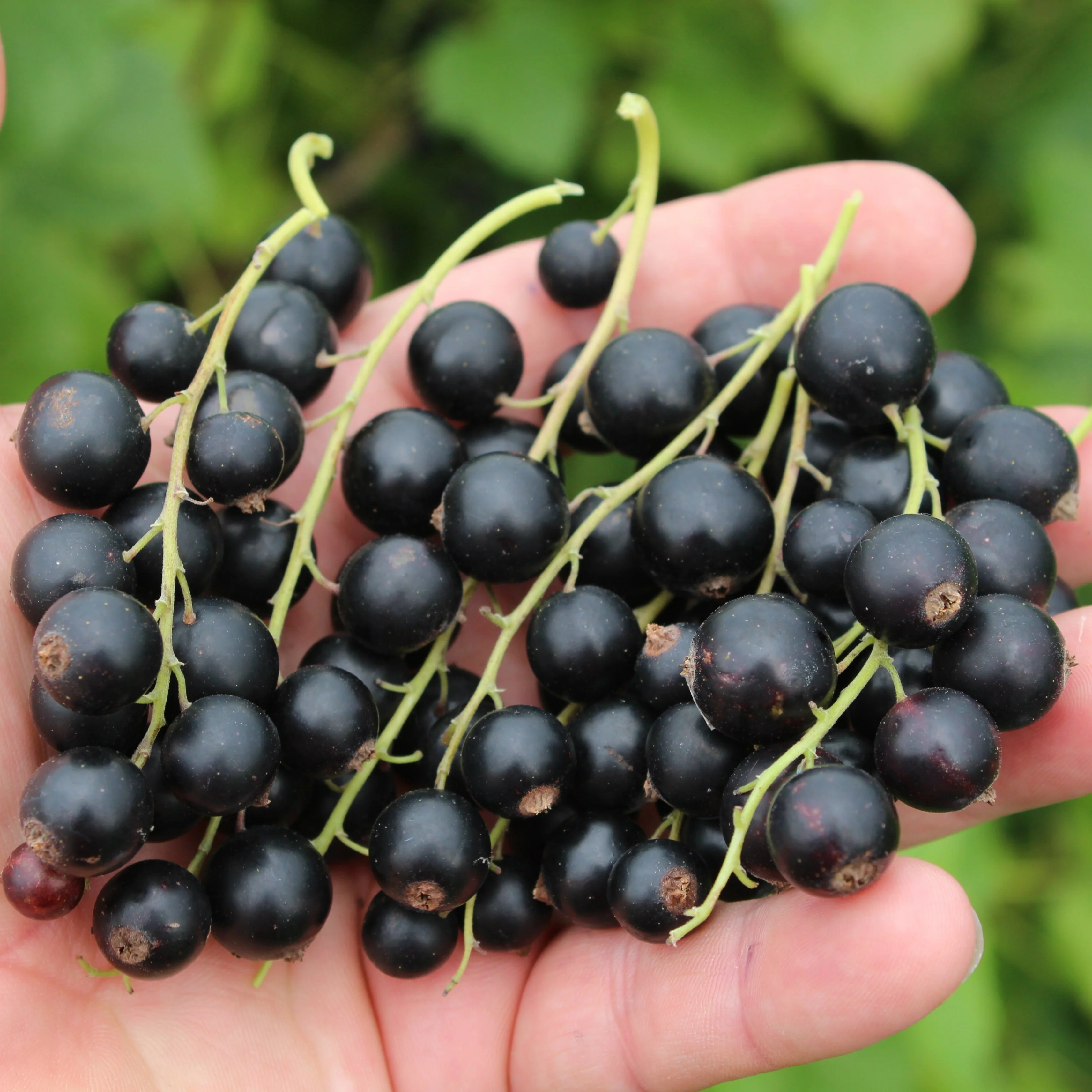 Schwarze Johannisbeeren Jungpflanzen