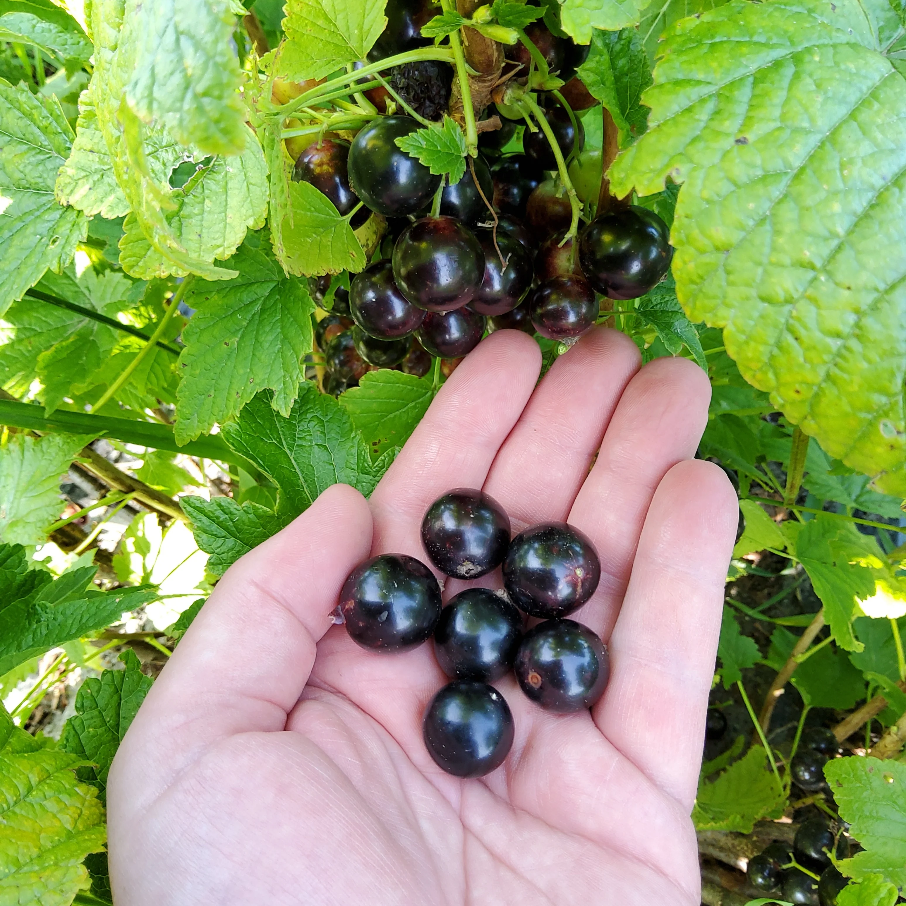 Johannisbeeren Jungpflanzen